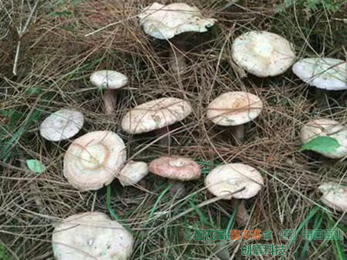 人工種植松乳菇 人工種植松乳菇